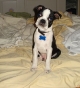 Boston Terrier Secrets Facebook Photos! Brady