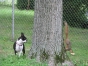 Boston Terrier Secrets Facebook Photos! Lola the Boston