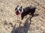 Boston Terrier Secrets Facebook Photos! Boston terrier on a rocky beach