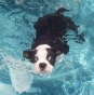 Boston Terrier Secrets Facebook Photos! Boston terrier swimming