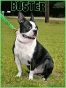 Boston Terrier Secrets Facebook Photos! Buster the Boston terrier