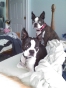 Boston Terrier Secrets Facebook Photos! Broskies