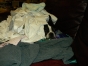 Boston Terrier Secrets Facebook Photos! Boston terrier hiding in the laundry