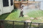 Boston Terrier Secrets Facebook Photos! Boston terrier playing in hose