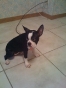 Even More Boston Terrier Pictures! Lucy