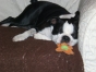 More Boston Terrier Facebook Photos boston terrier
