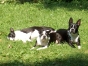 More Boston Terrier Facebook Photos