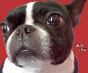 More Boston Terrier Facebook Photos