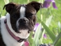 More Boston Terrier Facebook Photos Boston terrier with pink collar