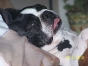 More Boston Terrier Facebook Photos
