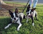 More Boston Terrier Facebook Photos