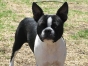 More Boston Terrier Facebook Photos