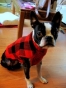Even More Boston Terrier Pictures! Pepper In Her Winter Coat