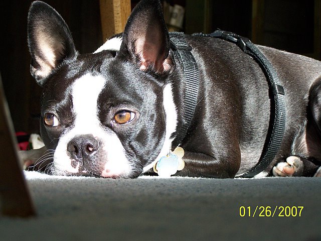 are male or female boston terriers more affectionate