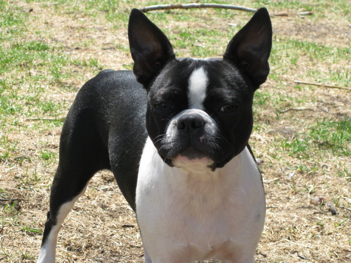 why are boston terriers hard to potty train? 2