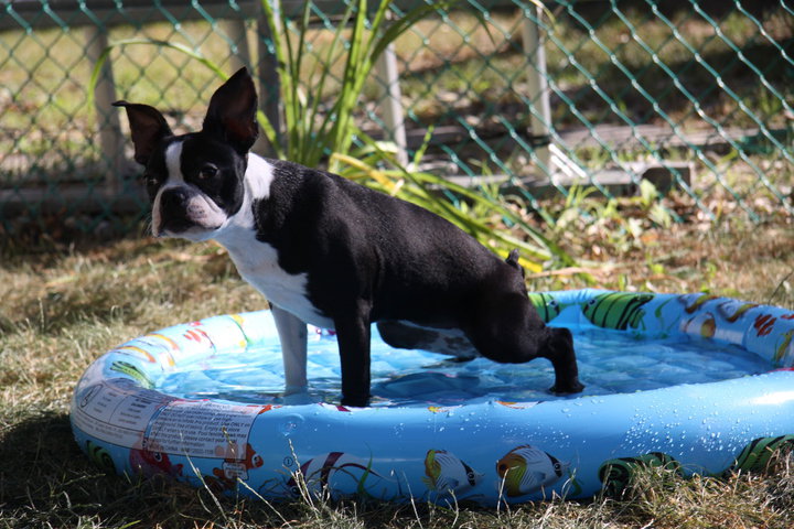 boston terrier house training