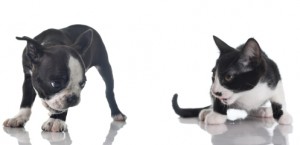 Preventing and Addressing Dog Aggression Boston Terrier Secrets
