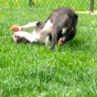 roll over