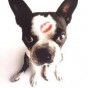 boston terrier kiss