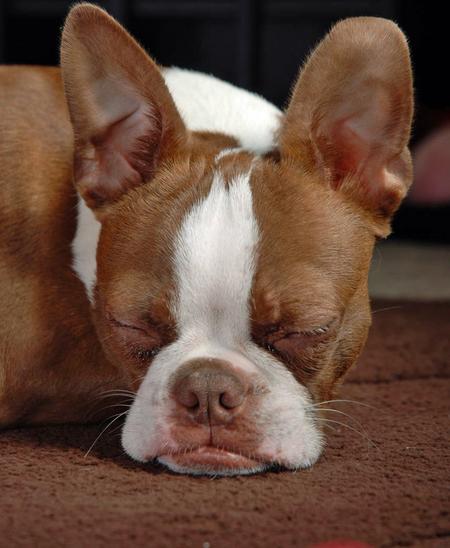 http://www.bostonterriersecrets.com/wp-content/uploads/2009/09/red-boston-terrier-3.gif