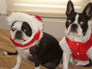 Two Boston Terriers In Christmas Gear!