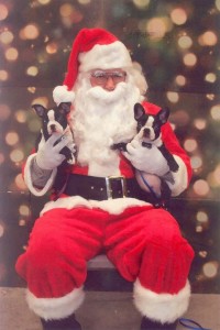 Bostons On Santa's Lap