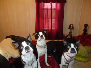 3 boston terriers