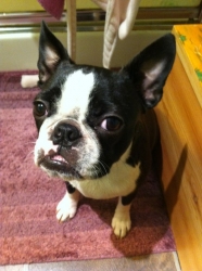 Boston terrier showing his grill