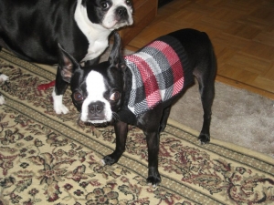 Boston terrier wearing sweater