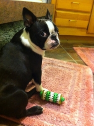 Cute Boston Terrier