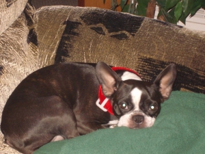 Dyer the boston terrier