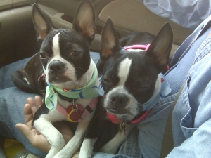 a pair of boston terriers