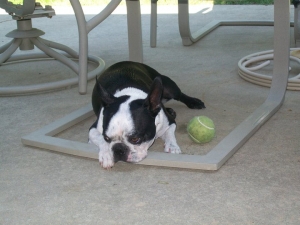 bama bear the boston terrier