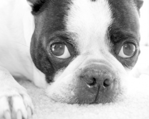 beau the boston terrier