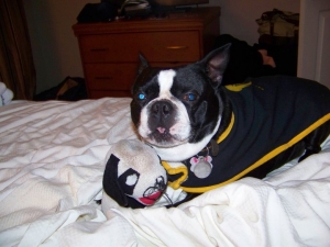 bernie the boston terrier with his toy
