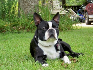 bernie the boston terrier