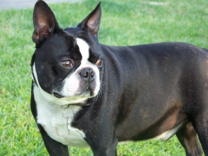 bernie the chubby boston terrier