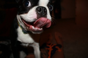 bette the boston terrier