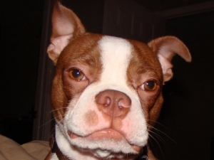 billy the boston terrier