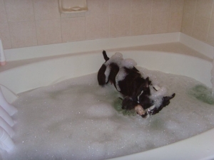 boston terrier bubble bath