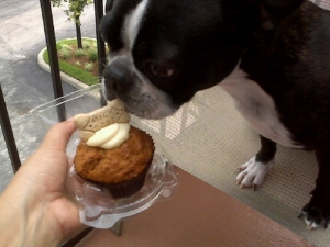 boston terrier cupcake