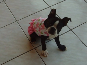 boston terrier dress