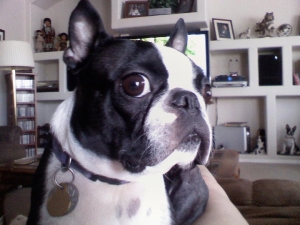 boston terrier face