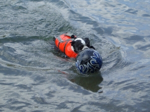 boston terrier fetching ball