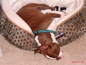 boston terrier in dog bed