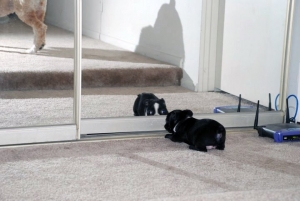 boston terrier in mirror