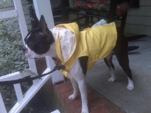 boston terrier in rain coat