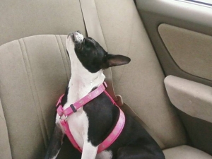 boston terrier in the car