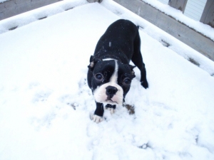 boston terrier in the snow