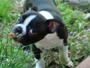 boston terrier licking grass